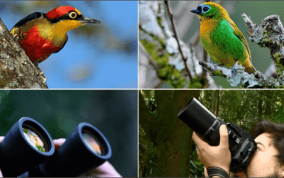 Você sabe o que é birdwatching?