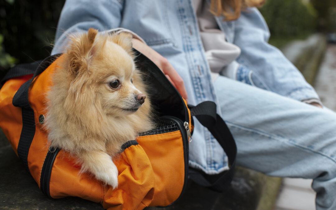 dicas de hospedagem pet friendly em Maresias.