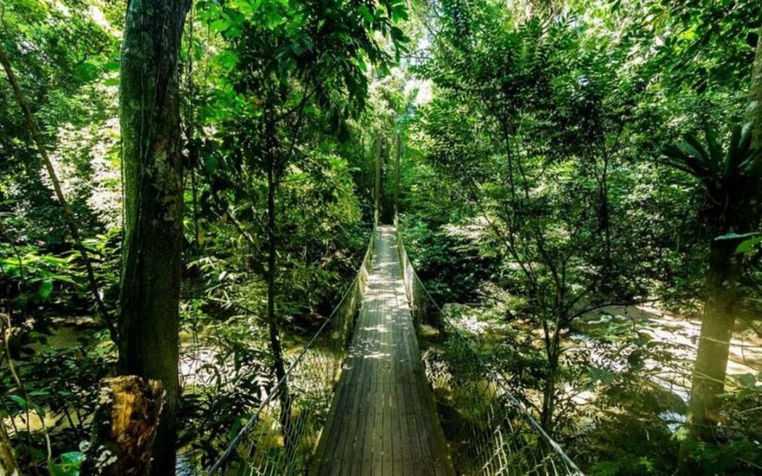 Descubra a Mata Atlântica em Maresias: natureza e muitas aventuras