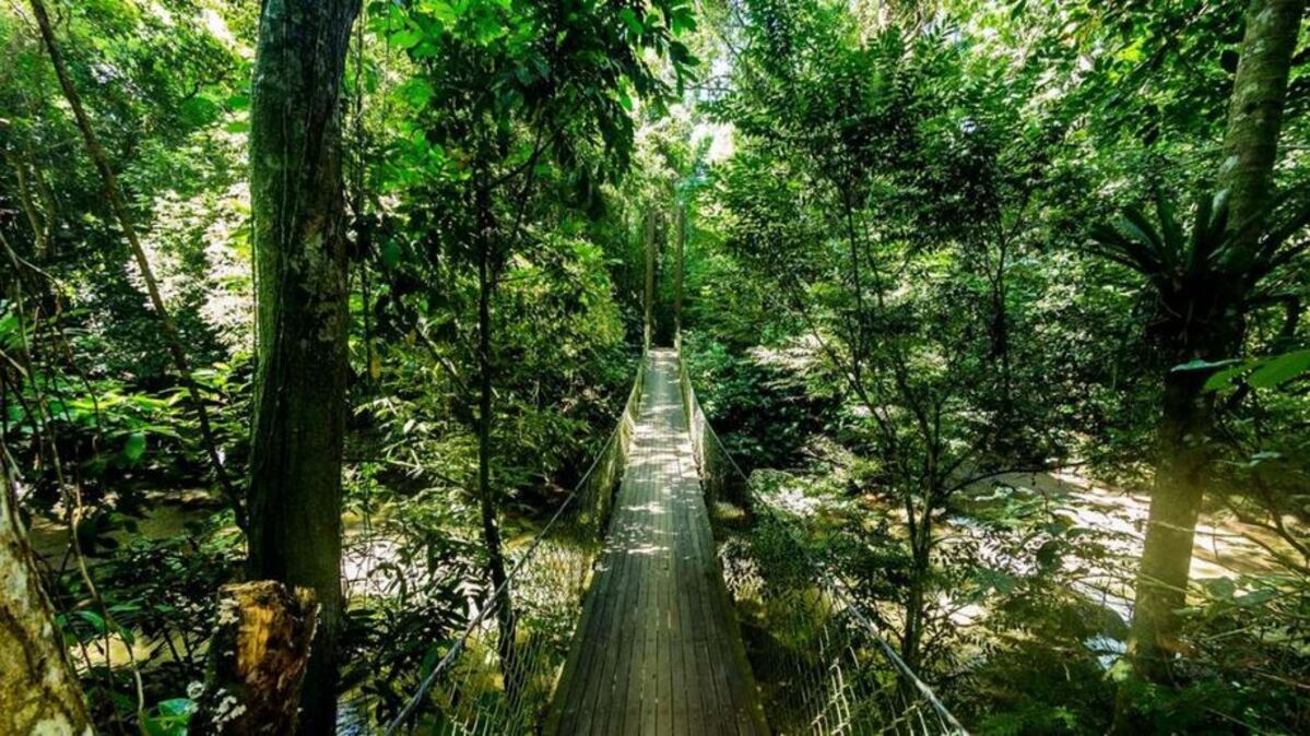 Descubra a Mata Atlântica em Maresias: natureza e muitas aventuras