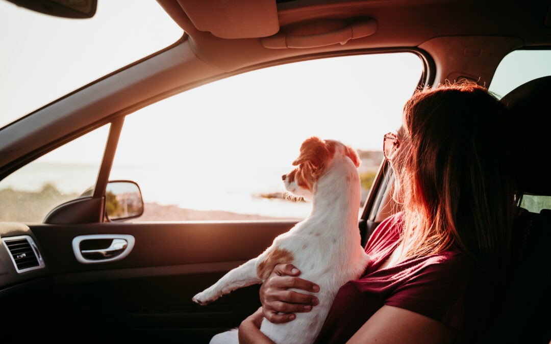 viagem com pet: dicas.
