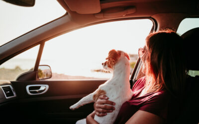Como organizar uma viagem com pet: tudo o que você precisa saber